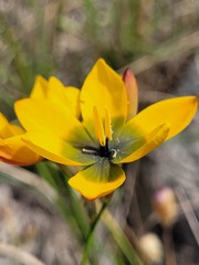 Ixia sarmentosa