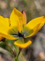 Ixia sarmentosa