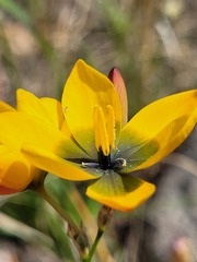 Ixia sarmentosa