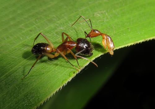 傲慢弓背蚁Camponotus arrogans