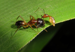 Camponotus arrogans
