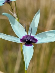 Ixia viridiflora