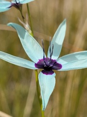 Ixia viridiflora