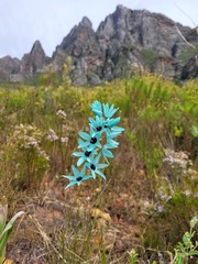 Ixia viridiflora