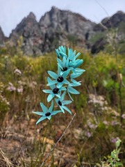 Ixia viridiflora