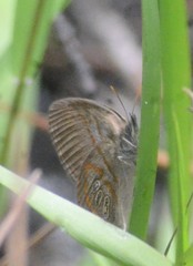Neonympha areolatus