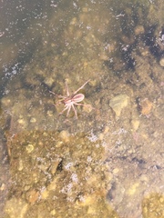 Lycosidae