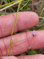 Psoralea cataracta