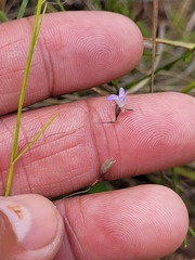 Psoralea cataracta