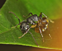 Polyrhachis maculata