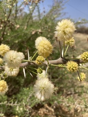 Vachellia hebeclada hebeclada