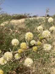 Vachellia hebeclada hebeclada