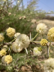 Vachellia hebeclada hebeclada