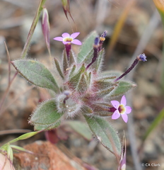 Collomia diversifolia