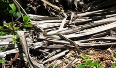 Psammophis orientalis