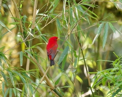 Carpodacus sipahi
