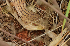 Tiliqua scincoides intermedia