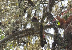 Grammatoptila striata