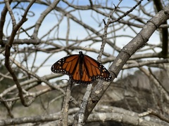 Danaus plexippus