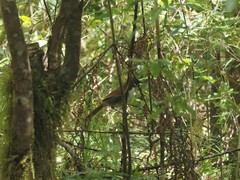 Pterorhinus caerulatus