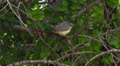 Sylvietta rufescens pallida