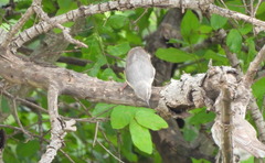 Sylvietta rufescens pallida