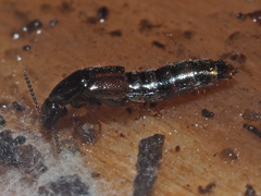Gabrius splendidulus