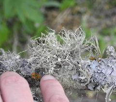 Ramalina stenospora