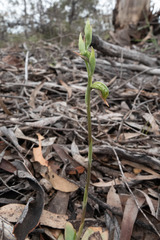 Pterostylis aciculiformis