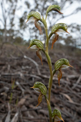 Pterostylis aciculiformis