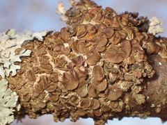 Melanohalea septentrionalis