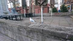 Chroicocephalus ridibundus