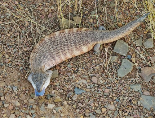 Common Bluetongue, photo 4 of 10