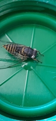 Melampsalta