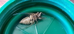 Melampsalta