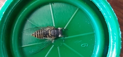 Melampsalta
