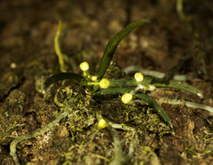 Sarcochilus hillii