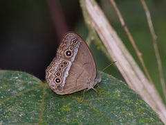 Mycalesis orseis