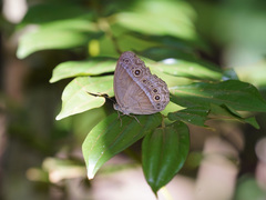 Mycalesis orseis