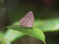 Mycalesis orseis