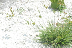 Cyperus nashii