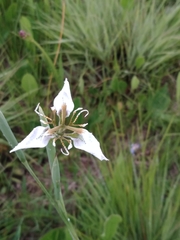 Moraea pubiflora