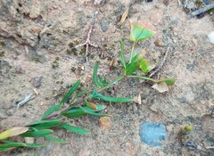 Euphorbia genistoides