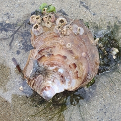 Isognomon