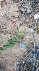Euphorbia genistoides