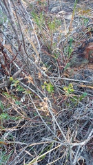 Euphorbia genistoides