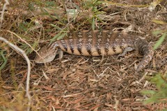 Tiliqua scincoides intermedia