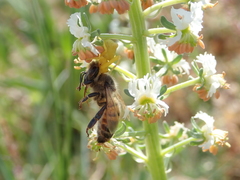 Reseda jacquinii