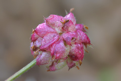 Trifolium raddeanum