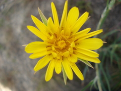 Tragopogon bjelorussicus